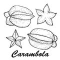 Vector illustration of carambola. Exotic fruit painted in Indian ink. Botanical food illustration.