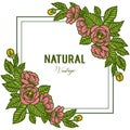 Vector Illustration Card Natural Vintage With Art Of Rose Flower Frames Blooms