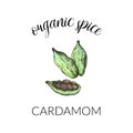 Vector illustration with cardamom. Hand drawn label isolated on white background. Banner for herbs and spices or logo concept. For