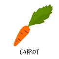 Vector illustration of carrot with green leaves in hand drawn flat style.