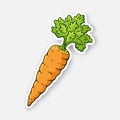 Vector illustration. Carrot with a stem of green leaves. Decoration for signboards, menus. Sticker with contour.