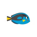 Vector illustration of cartoon blue tang fish isolated on white background Royalty Free Stock Photo