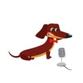 Vector illustration of cartoon brown funny dachshund isolated on white background.