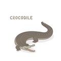 Vector illustration, a cartoon crocodile with jaws open, isolated on a white background. Animal alphabet.