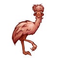 Vector illustration of cartoon cute emu Royalty Free Stock Photo