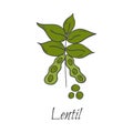 Vector cartoon hand drawn lentil icon