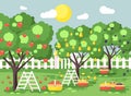 Vector illustration cartoon harvesting ripe fruit autumn orchard garden with stepladders plums, pears, apples trees, put Royalty Free Stock Photo