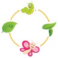 Vector Illustration of Cartoon Life Cycle of Butterfly