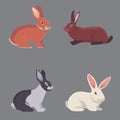 Vector illustration of cartoon rabbits different breeds. Fine bunnys for veterinary design.