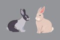 Vector illustration of cartoon rabbits different breeds. Fine bunnys for veterinary design.