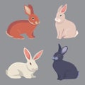 Vector illustration of cartoon rabbits different breeds. Fine bunnys for veterinary design.