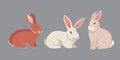 Vector illustration of cartoon rabbits different breeds. Fine bunnys for veterinary design.