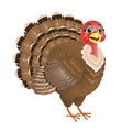 Vector illustration of cartoon Turkey