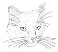 Vector illustration, cat muzzle in black and white colors, outline hand painted sketch drawing Royalty Free Stock Photo