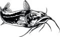 Catfish Swimming Vector Illustration Royalty Free Stock Photo