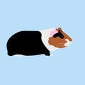 Colorful cavy on blue background. Vector Illustration of cavy