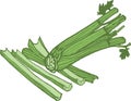 Vector celery illustration in three colours of green
