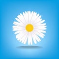 Vector Illustration chamomile flowers. Beautiful white daisy flower isolated. For greeting cards and invitations of wedding, birth Royalty Free Stock Photo