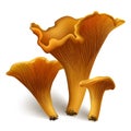 Chanterelle vector mushrooms