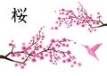 Vector Cherry Blossom With Pink Hummingbird Royalty Free Stock Photo