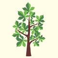 Vector Illustration of chestnut tree with two color leaves on light yellow background.