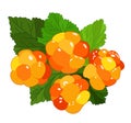 Vector isolated illustration of cloudberry with leaves. Royalty Free Stock Photo