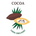 Vector illustration of cocoa or the chocolate tree. Based from subequatorial regions of South America.