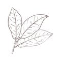 Vector illustration of cocoa leaves. Black outline of branch, graphic drawing. For postcards, design and composition