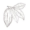 Vector illustration of cocoa leaves and closed bean. Black outline of branch, graphic drawing. For postcards, design and