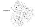 Vector illustration collection set of multicolored roses. Royalty Free Stock Photo