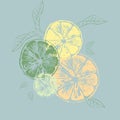 Vector illustration of color orange slices with leaves