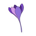 Vector illustration of a color single one crocus saffron flower linear drawing.