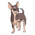 Vector illustration of colored chihuahua on a white background. EPS10