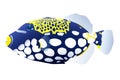 Vector illustration of colored fish of a triggerfish Royalty Free Stock Photo