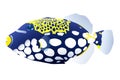 Vector illustration of colored fish of a triggerfish