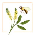Vector illustration of colored melilot or sweet clover with bee