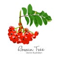 Vector illustration of colorful beautiful rowan tree branch.