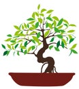 Vector Illustration of colorful bonsai tree