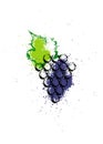 Vector illustration colorful and grapes vine icon. Abstract splash style watercolor with grape berries. Design concept Royalty Free Stock Photo