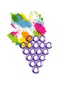 Vector illustration colorful and grapes vine icon. Abstract splash style watercolor with grape berries. Design concept
