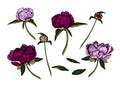 Colorful peony flowers, buds and leaves, hand drawn