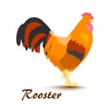 Vector illustration of colorful rooster