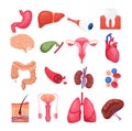 Vector illustration colorful set of human organs with liver, kidneys brain pancreas, heart female reproductive system Royalty Free Stock Photo