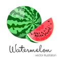 Vector illustration of colorful watermelon.