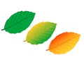 Vector illustration colour leaves