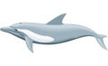 Common Dolphin Illustration