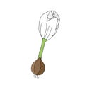 Vector illustration of a complete white crocus flower with onion and roots isolated on a white background Royalty Free Stock Photo