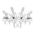 Vector illustration of composition from lily flowers heads in full bloom and buds. Black outline of petals, graphic