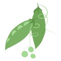 Vector illustration of green pea