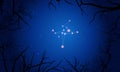 Columba constellation. Tree branches, starry sky